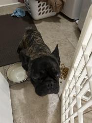 Found/Stray Male Dog last seen Malone Rd, Olive Branch, MS 38654