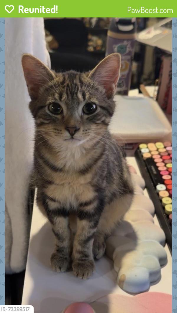 Reunited Male Cat last seen Cornell, Harvard Ave near Sevarina restaurant, Pittsburgh, PA 15229