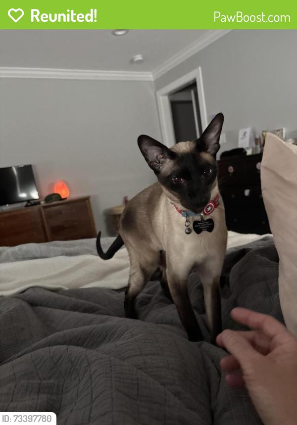 Reunited Male Cat last seen St patricks cemetary, Watertown, MA 02472