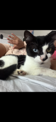 Lost Female Cat last seen Near Iberis lane orlando Fl 32822, Orlando, FL 32822