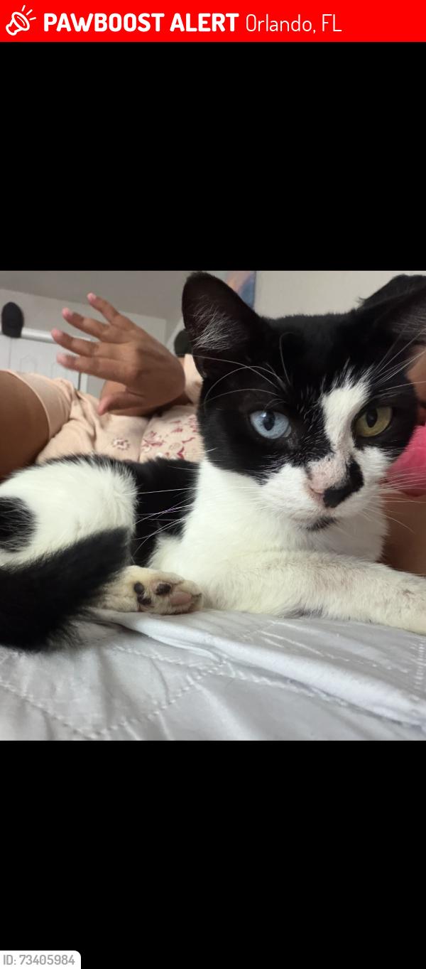 Lost Female Cat last seen Near Iberis lane orlando Fl 32822, Orlando, FL 32822