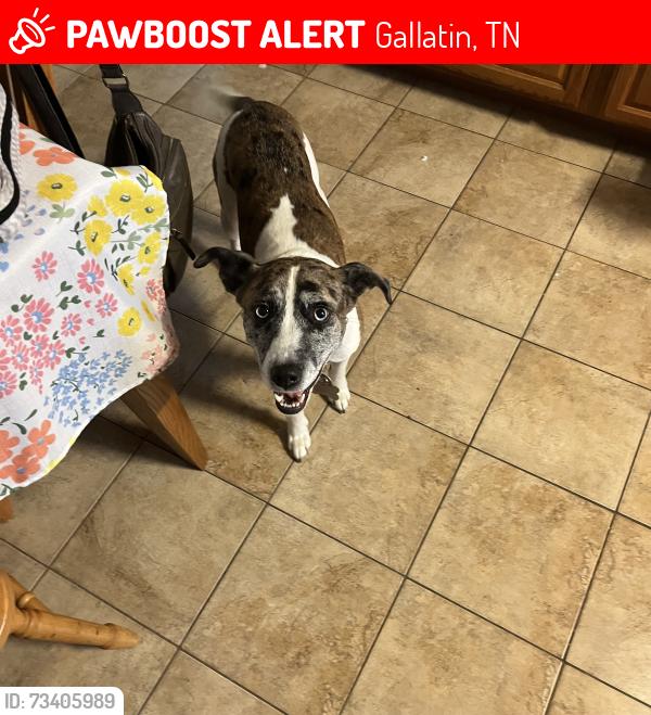 Lost Male Dog last seen Barry ln, Gallatin, TN 37066