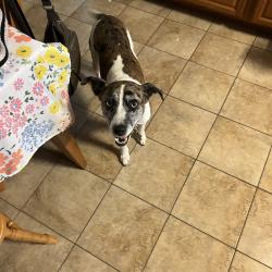 Lost Male Dog last seen Barry ln, Gallatin, TN 37066
