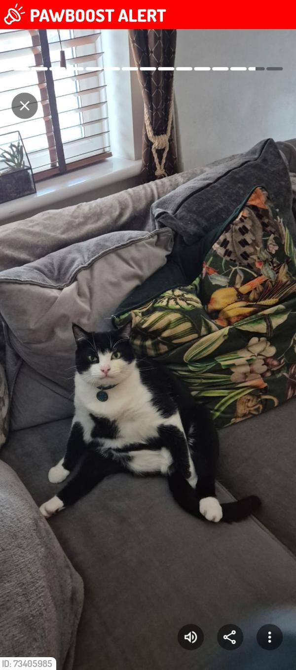 Lost Male Cat last seen L22 8QT, Waterloo, England L22 8QT