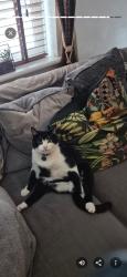 Lost Male Cat last seen L22 8QT, Waterloo, England L22 8QT