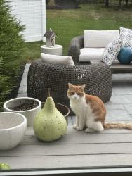 Found/Stray Unknown Cat last seen Grove and Country Farm Road, Framingham, MA 01701