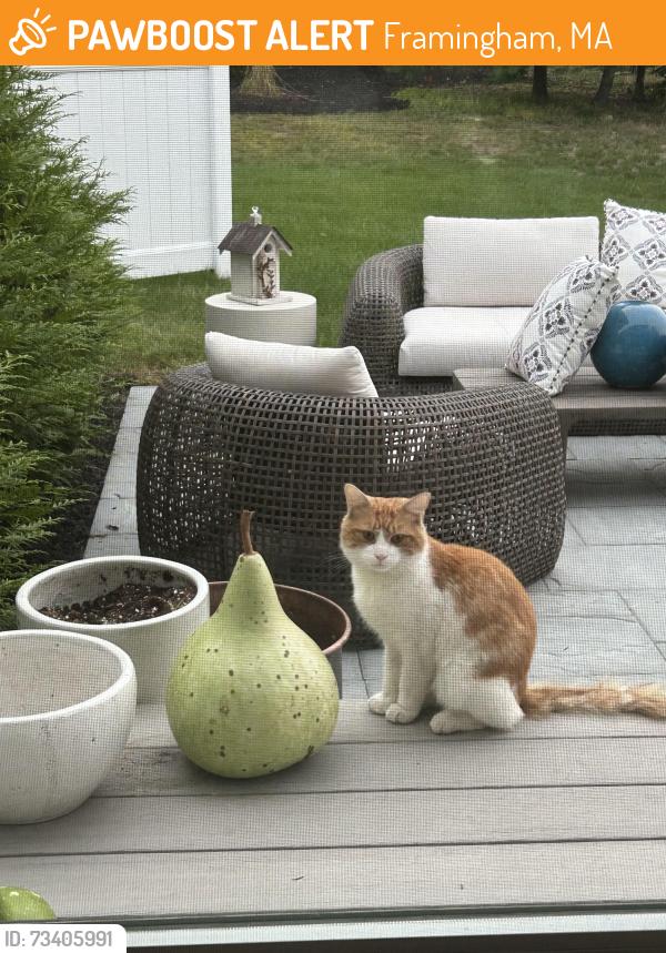 Found/Stray Unknown Cat last seen Grove and Country Farm Road, Framingham, MA 01701