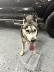 Found/Stray Male Dog last seen Marcello Lakes, Harris County, TX 77493