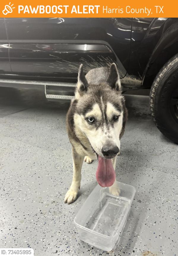 Found/Stray Male Dog last seen Marcello Lakes, Harris County, TX 77493