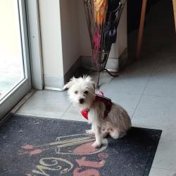 Lost Male Dog last seen Near turtle mound and post road area, Melbourne, FL 32934