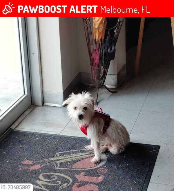 Lost Male Dog last seen Near turtle mound and post road area, Melbourne, FL 32934