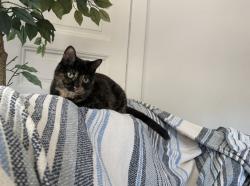 Lost Female Cat last seen Corner of Maple St and Hudson Rd, Saint Paul, MN 55106