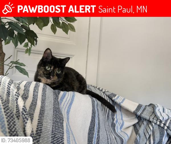 Lost Female Cat last seen Corner of Maple St and Hudson Rd, Saint Paul, MN 55106