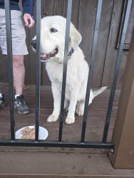 Reunited Male Dog last seen Hazit Market Temecula, Temecula, CA 92590