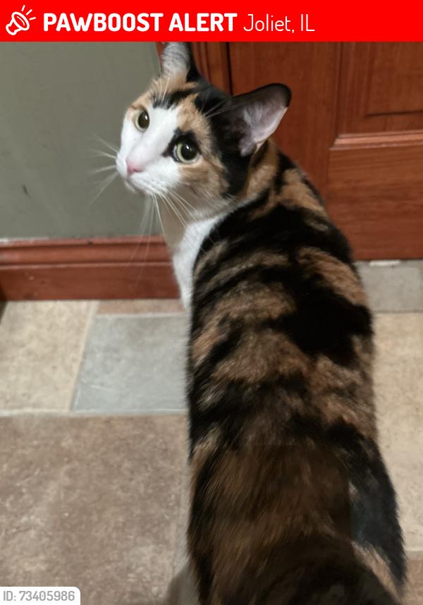 Lost Female Cat last seen Billie Limacher Bicentennial Park & Theatre, Joliet, IL 60435