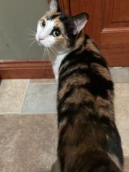 Lost Female Cat last seen Billie Limacher Bicentennial Park & Theatre, Joliet, IL 60435