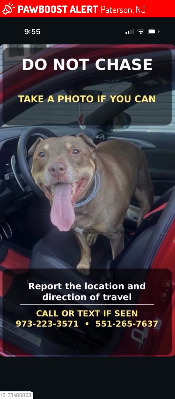 Lost Male Dog last seen Mountain ave , Dixon ave, Paterson, NJ 07505