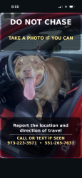 Lost Male Dog last seen Mountain ave , Dixon ave, Paterson, NJ 07505