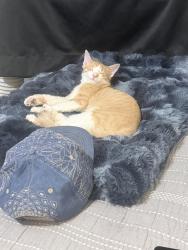 Lost Male Cat last seen 29th st, Pueblo, CO 81008