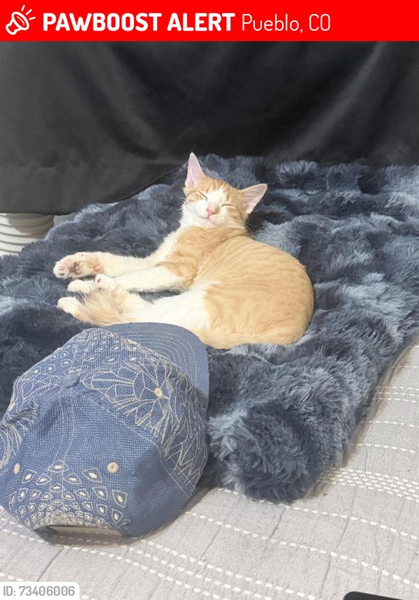 Lost Male Cat last seen 29th st, Pueblo, CO 81008