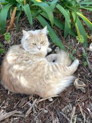 Lost Male Cat last seen Bedingham drive, Hillside, VIC 3037