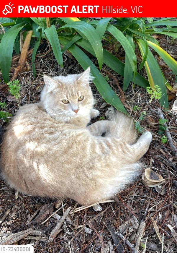 Lost Male Cat last seen Bedingham drive, Hillside, VIC 3037