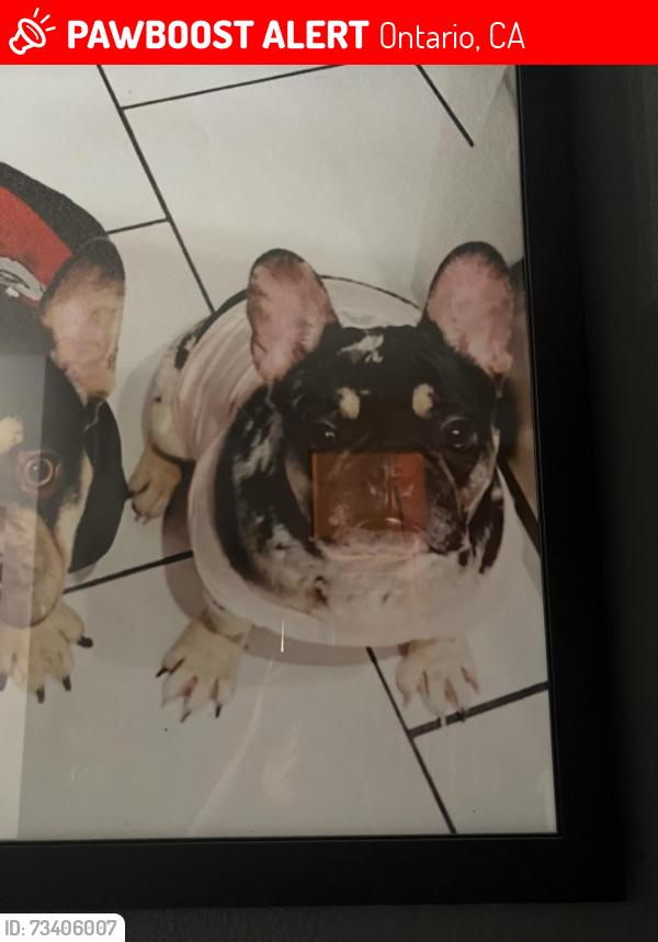 Lost Female Dog last seen Near e Elma, Ontario, CA 91764