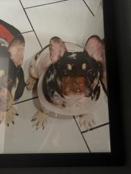 Lost Female Dog last seen Near e Elma, Ontario, CA 91764