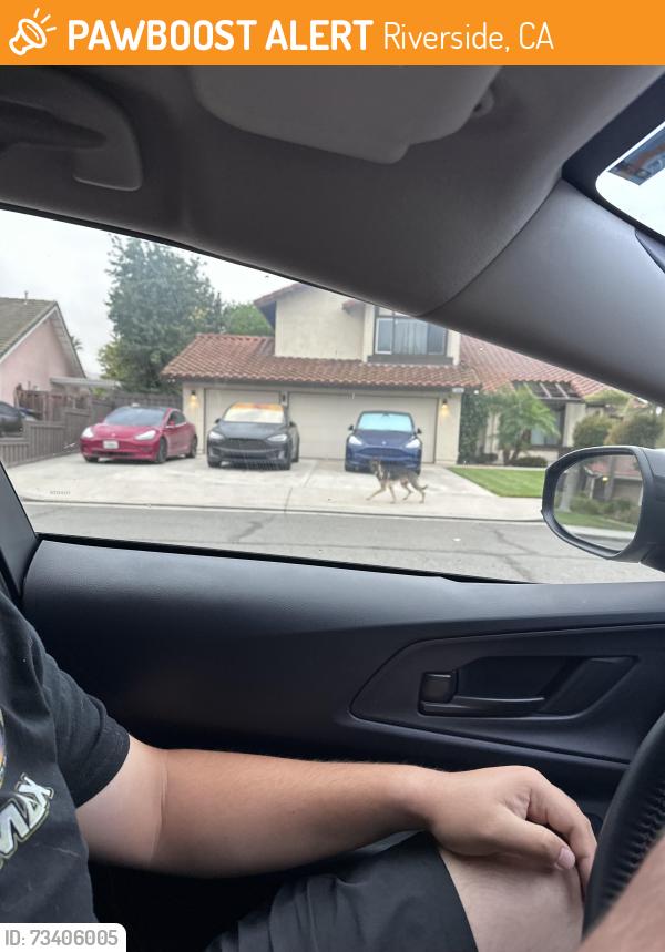 Found/Stray Unknown Dog last seen Rancho Loma Park, Riverside, CA 92501