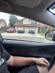 Found/Stray Unknown Dog last seen Rancho Loma Park, Riverside, CA 92501