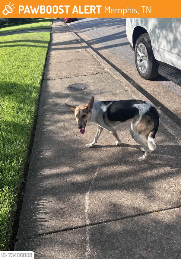 Found/Stray Female Dog last seen Poplar and woodmere, Memphis, TN 38117
