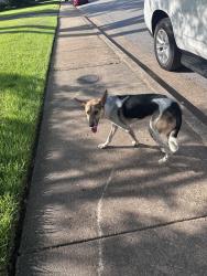 Found/Stray Female Dog last seen Poplar and woodmere, Memphis, TN 38117