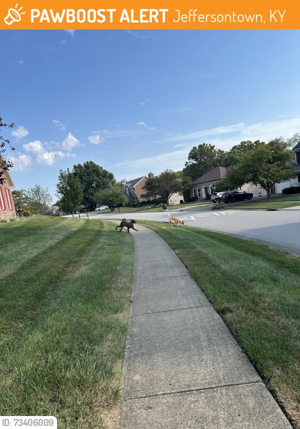 Found/Stray Unknown Dog last seen Hurstbourne woods, Jeffersontown, KY 40299