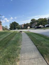 Found/Stray Unknown Dog last seen Hurstbourne woods, Jeffersontown, KY 40299