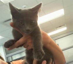 Shelter Stray Male Cat last seen CHARLOTTE, 8315 Byrum Dr, Charlotte, NC 28217, USA