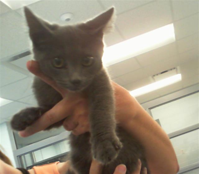 Shelter Stray Male Cat last seen CHARLOTTE, 8315 Byrum Dr, Charlotte, NC 28217, USA