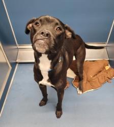 Shelter Stray Male Dog last seen Near BLOCK EDSEL FORD FWY DETROIT MI 48211, 7401 Chrysler Dr, Detroit, MI 48211, USA