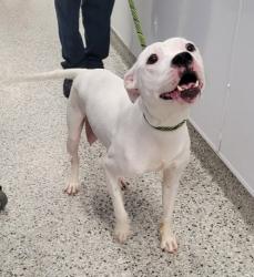 Shelter Stray Female Dog last seen Near BLOCK ANDOVER ST, DETROIT MI 48203, 7401 Chrysler Dr, Detroit, MI 48211, USA