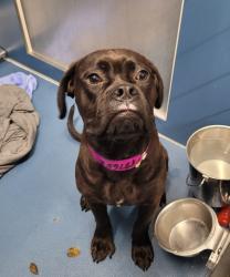 Shelter Stray Female Dog last seen Near BLOCK SANTA ROSA DR, DETROIT, MI, 7401 Chrysler Dr, Detroit, MI 48211, USA