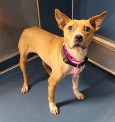 Shelter Stray Female Dog last seen Near BLOCK SANTA ROSA DR, DETROIT, MI, 7401 Chrysler Dr, Detroit, MI 48211, USA