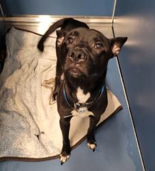 Shelter Stray Male Dog last seen Near BLOCK SANTA MARIA ST, DETROIT, MI 48221, 7401 Chrysler Dr, Detroit, MI 48211, USA