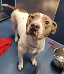 Shelter Stray Female Dog last seen Near BLOCK FARNSWORTH ST, DETROIT, MI 48202, 7401 Chrysler Dr, Detroit, MI 48211, USA