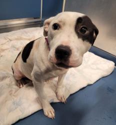 Shelter Stray Female Dog last seen Near BLOCK WARD ST, DETROIT, MI 48228, 7401 Chrysler Dr, Detroit, MI 48211, USA