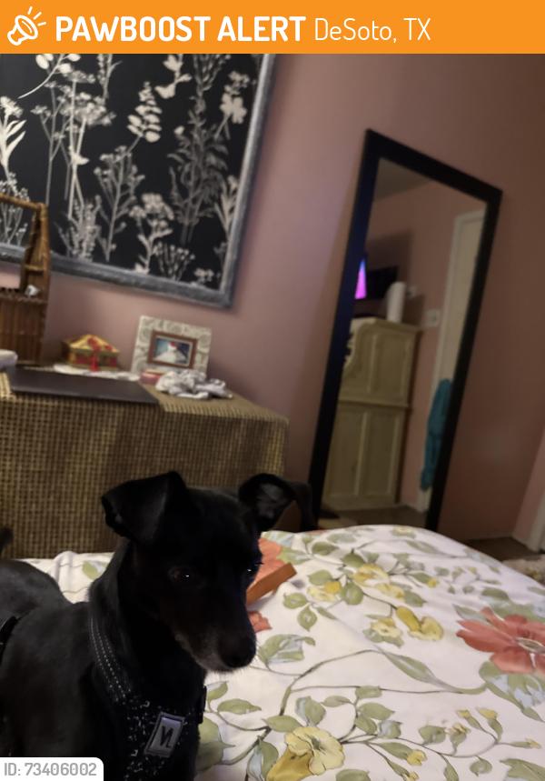 Found/Stray Male Dog last seen Adam place and shadybrook desoto, DeSoto, TX 75115