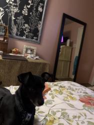 Found/Stray Male Dog last seen Adam place and shadybrook desoto, DeSoto, TX 75115