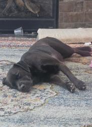 Reunited Male Dog last seen Kennedy Park, Westminster, CO 80030