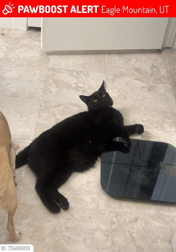 Lost Male Cat last seen Woodhaven, across from the LDS church, Eagle Mountain, UT 84005