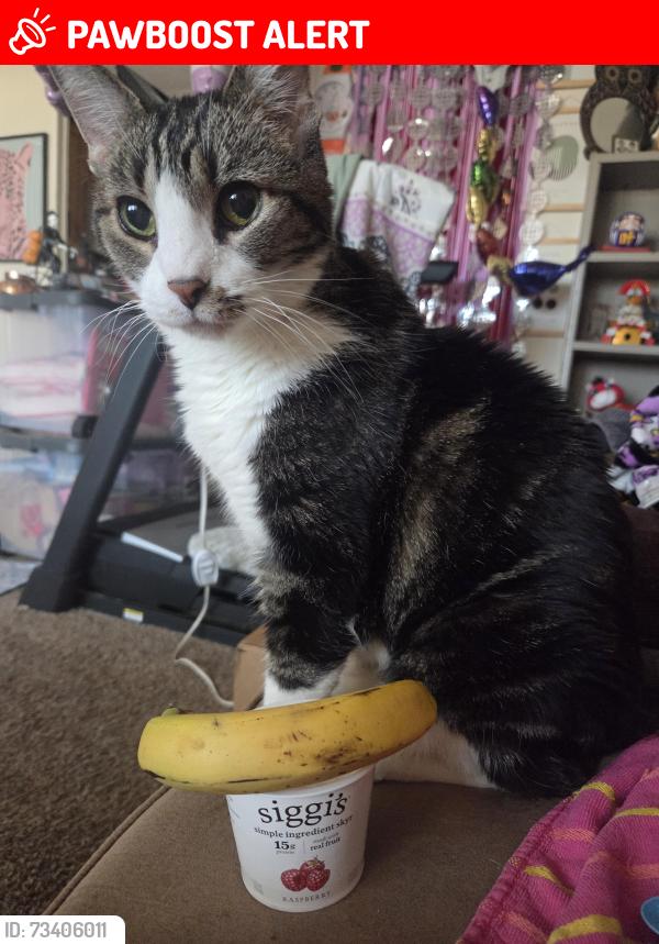 Lost Male Cat last seen Pacific Manor Retirement, Apache Junction, AZ 85220