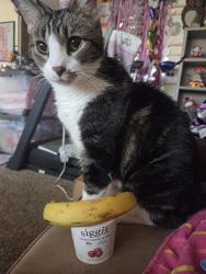 Lost Male Cat last seen Pacific Manor Retirement, Apache Junction, AZ 85220