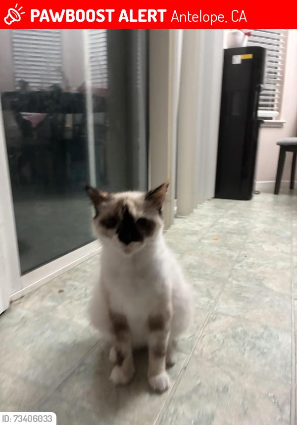 Lost Female Cat last seen Antelope Ca, Antelope, CA 95843